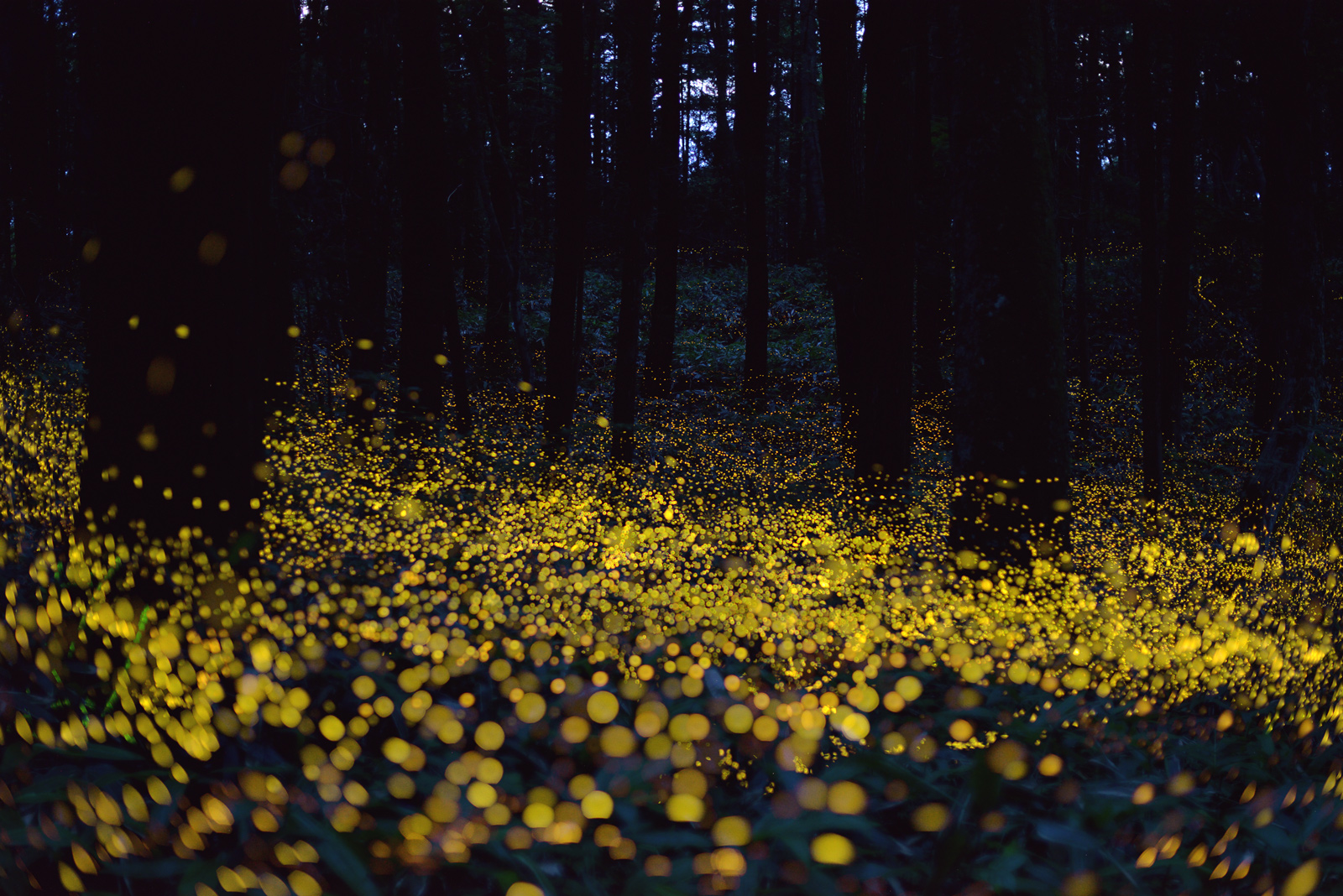 fireflies-make-the-summer-magical-dejah-beauchamp-amazing-photos