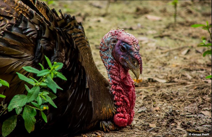 The Secret Life of Turkeys. ~ Gabbi Magana | elephant journal