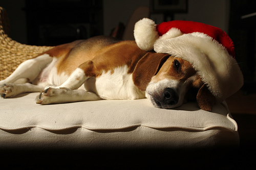 xmas dog christmas tired