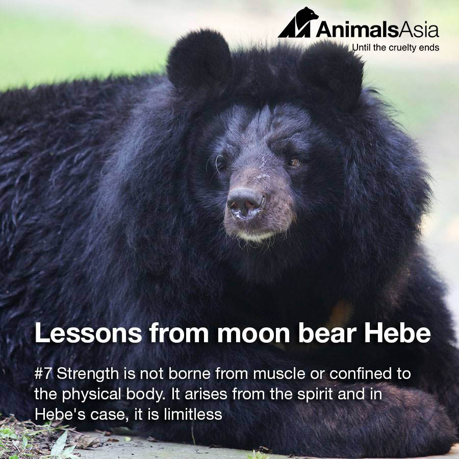 12 Lessons from a Moon Bear. elephant journal