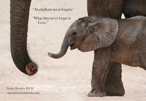 Why The Elephants Need Us Elephant Journal