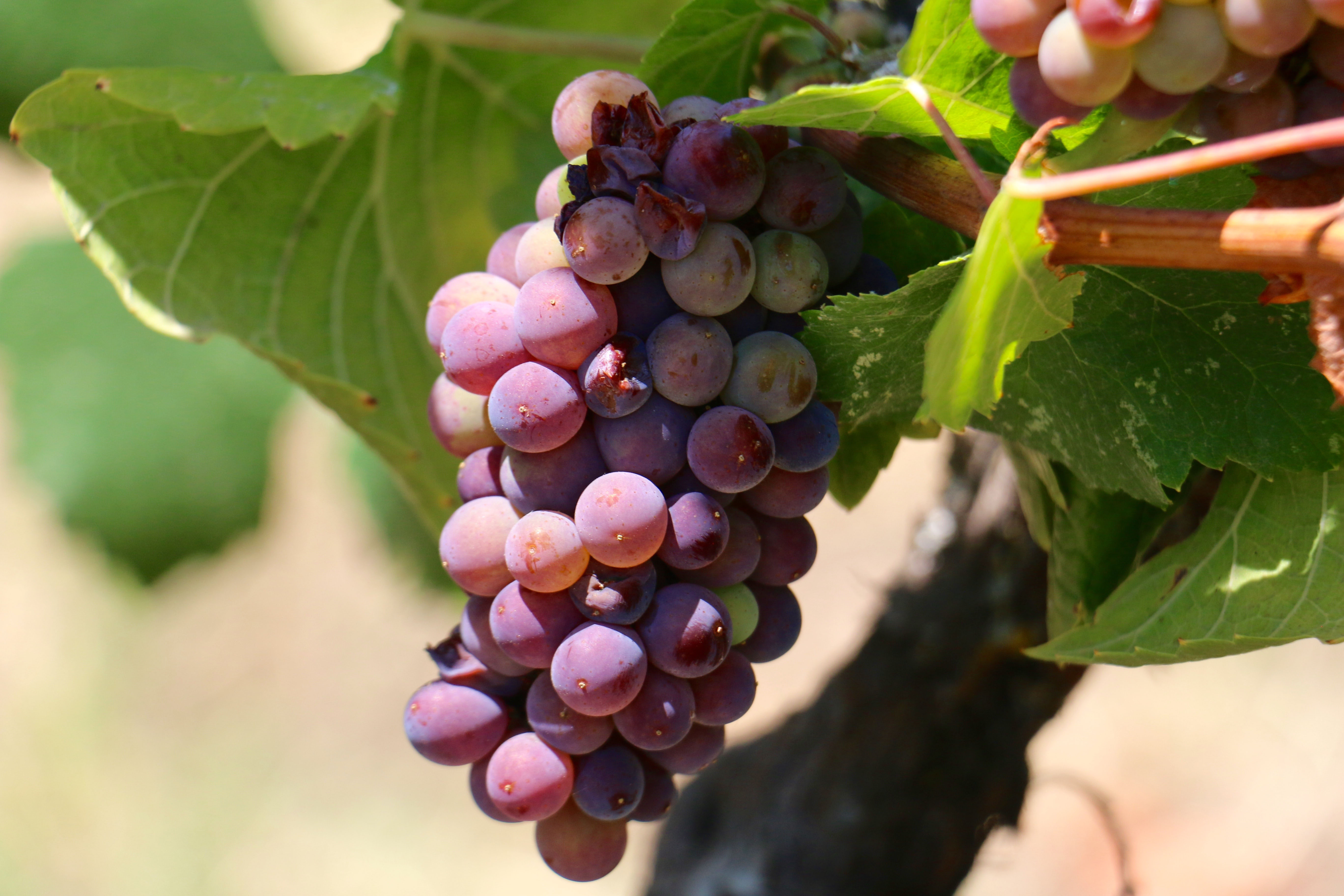 wine vine grapes drought know taught elephant