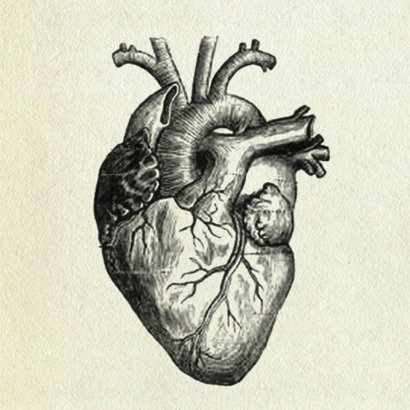 heart, human heart,