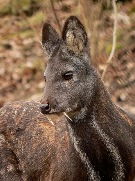 An Inspiring Lesson from a Musk Deer: How to Discover our Truth ...