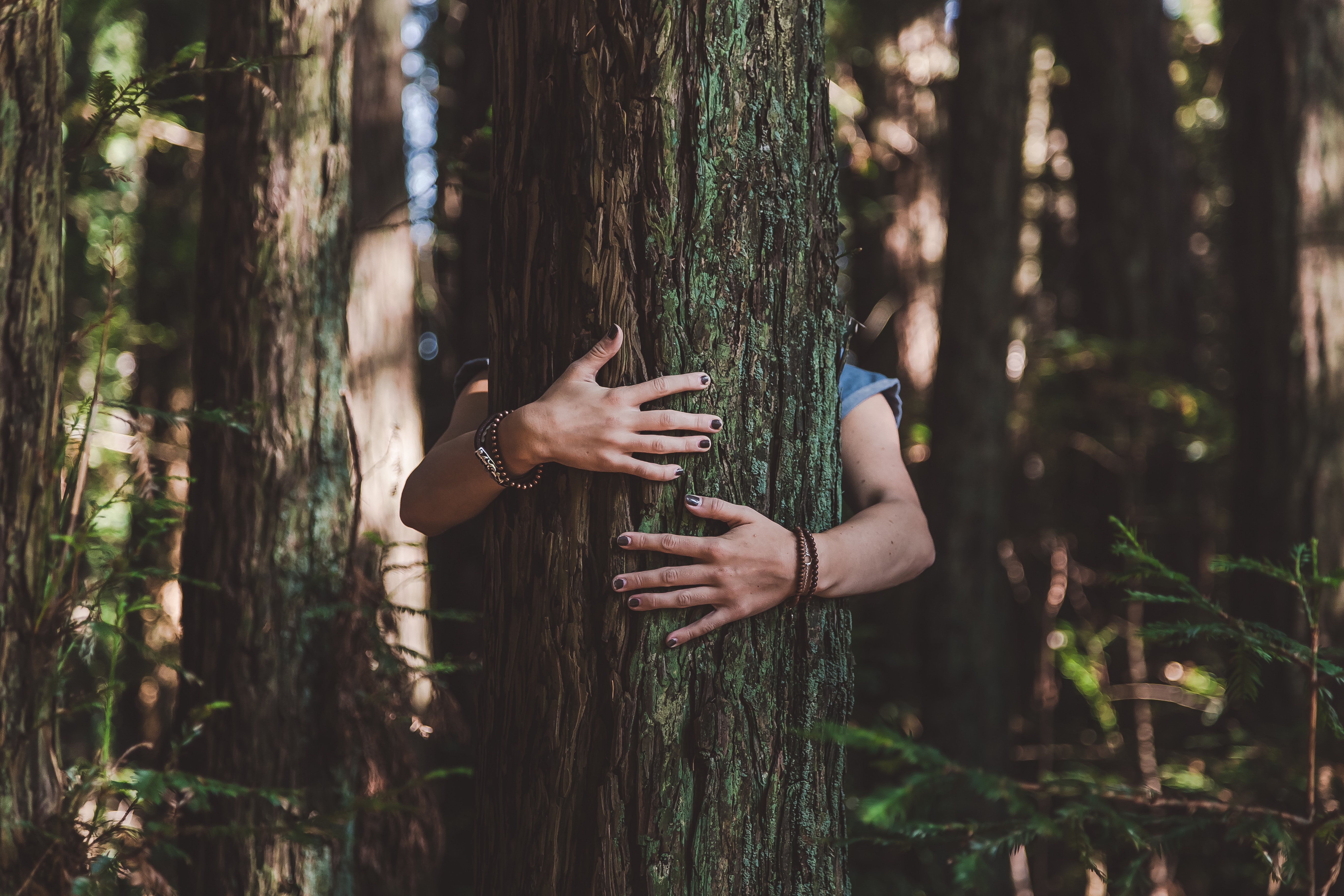 Что делают люди в лесу. Объятия с деревьями. Девушка обнимает дерево. Обнимая дерево. Обнимашки с деревом.