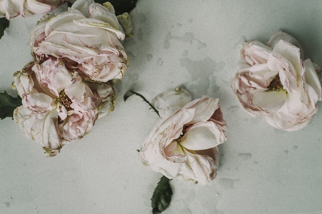 Dying Roses