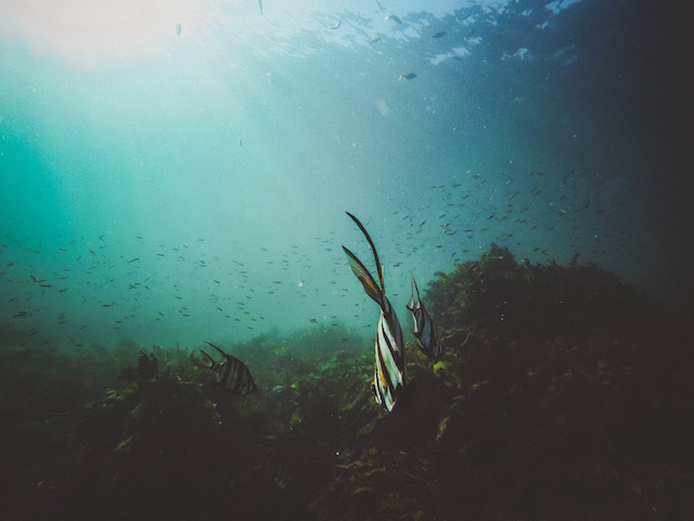 fish underwater swim ocean