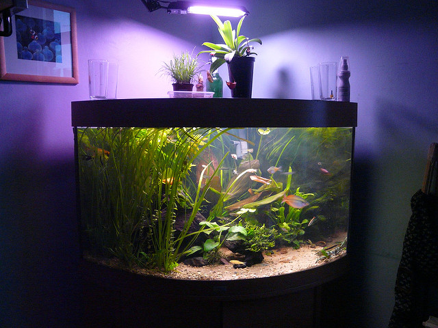 fish tank home zen