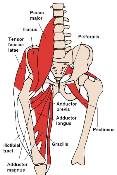 wikimedia https://commons.wikimedia.org/wiki/File:Anterior_Hip_Muscles_2.PNG
