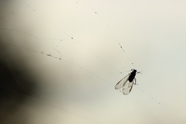 fly-cobweb