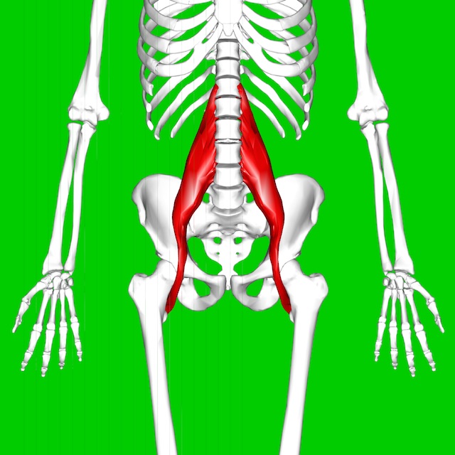 The Psoas Is Not The Muscle Of Your F Ing Soul Elephant Journal