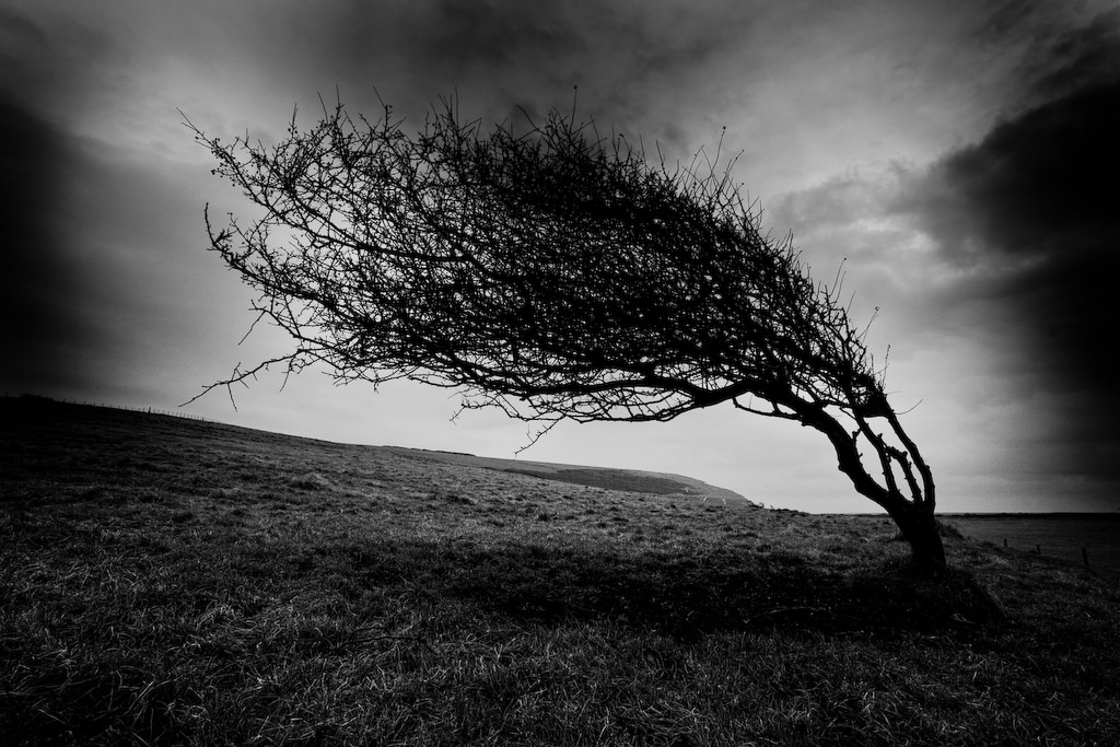 Дерево под ветер. Одинокое дерево ветер сломает. Windy Tree. Wind Black and White. Weak Tree.