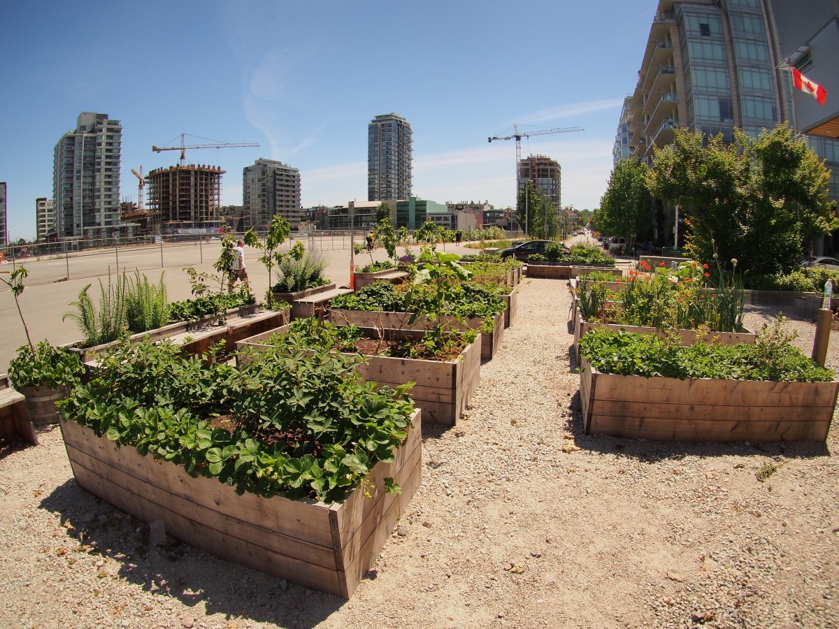 Empty Lots to Garden Plots: Adventures in Urban Agriculture. | elephant