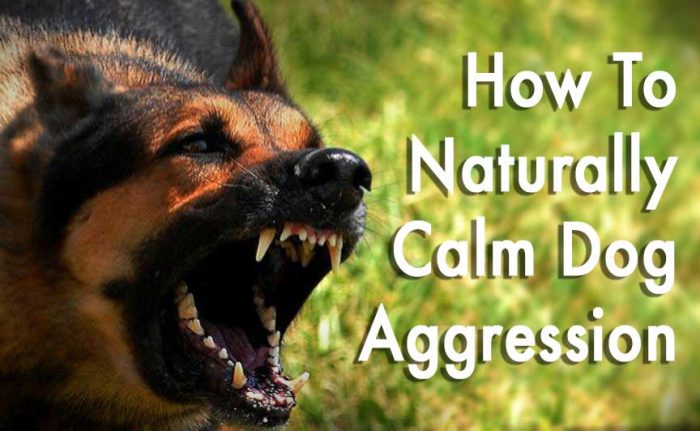 how do you calm an aggressive dog