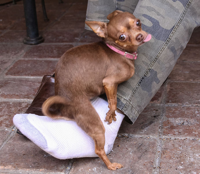 dog humping teddy