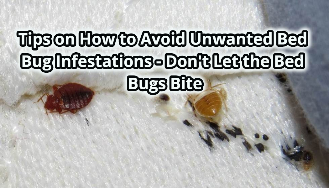 Tips on How to Avoid Unwanted Bed Bug Infestations – Don’t Let the Bed ...