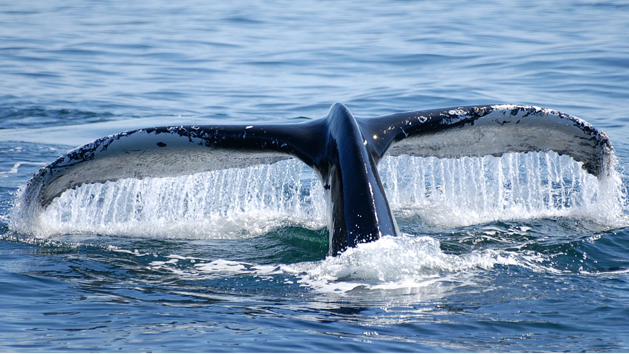 Why whales are a master weapon to combat climate change | elephant journal