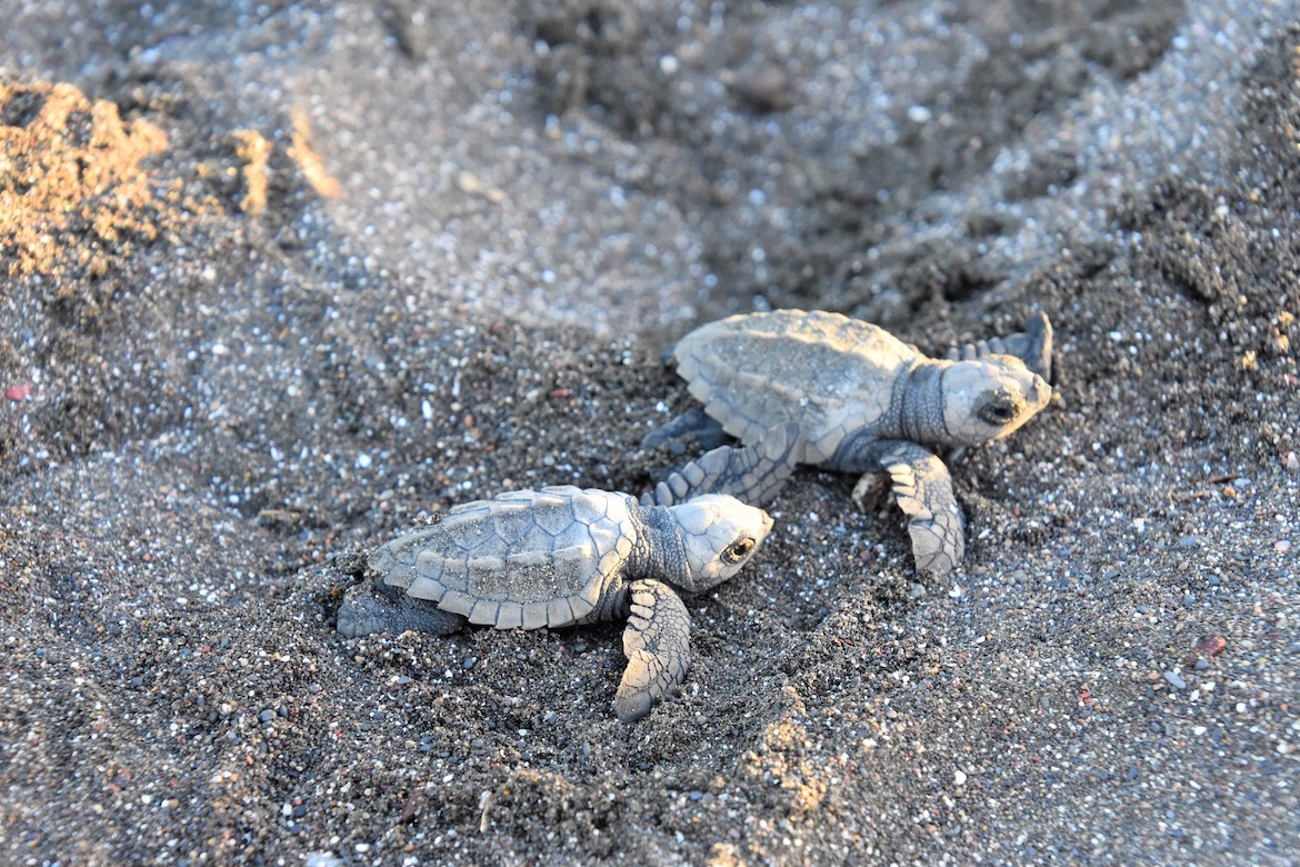 How Baby Sea Turtles Melt our Hearts & Teach us about Resilience ...