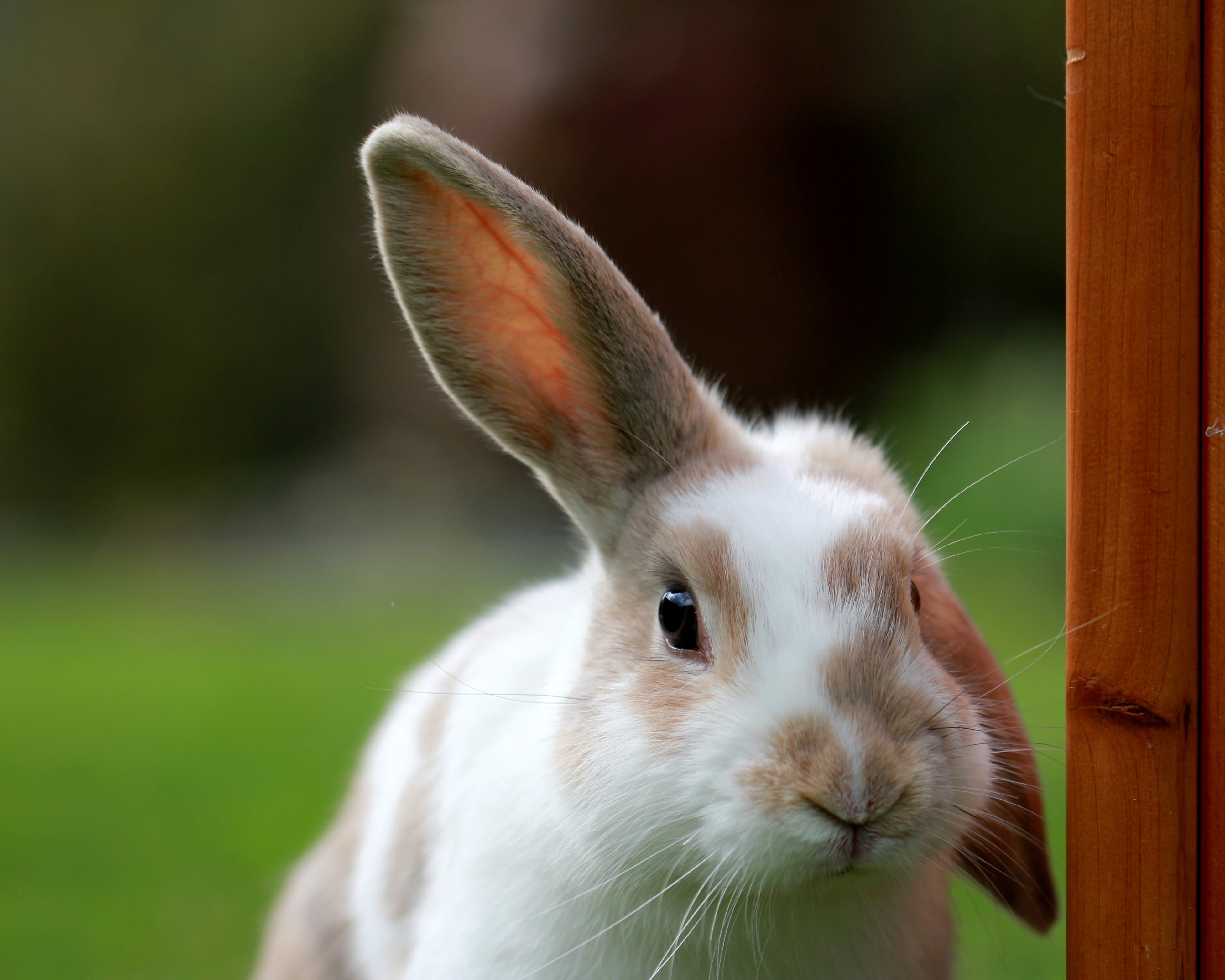 Why bunnies make the best pets elephant journal