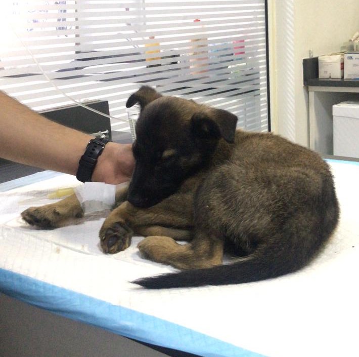 puppy hospital