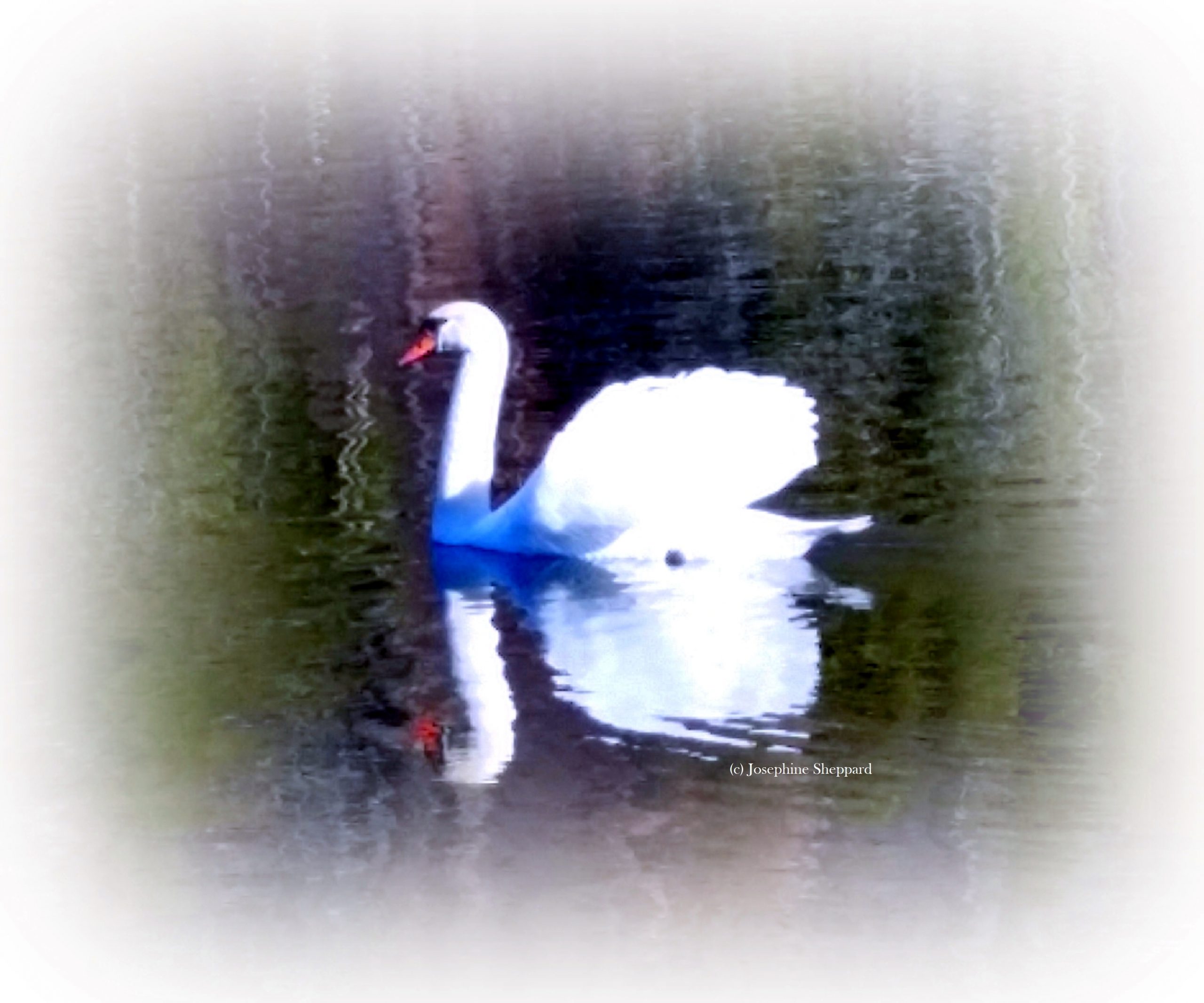 Meditations on Swan Symbolism & Its Graceful Message. | elephant journal