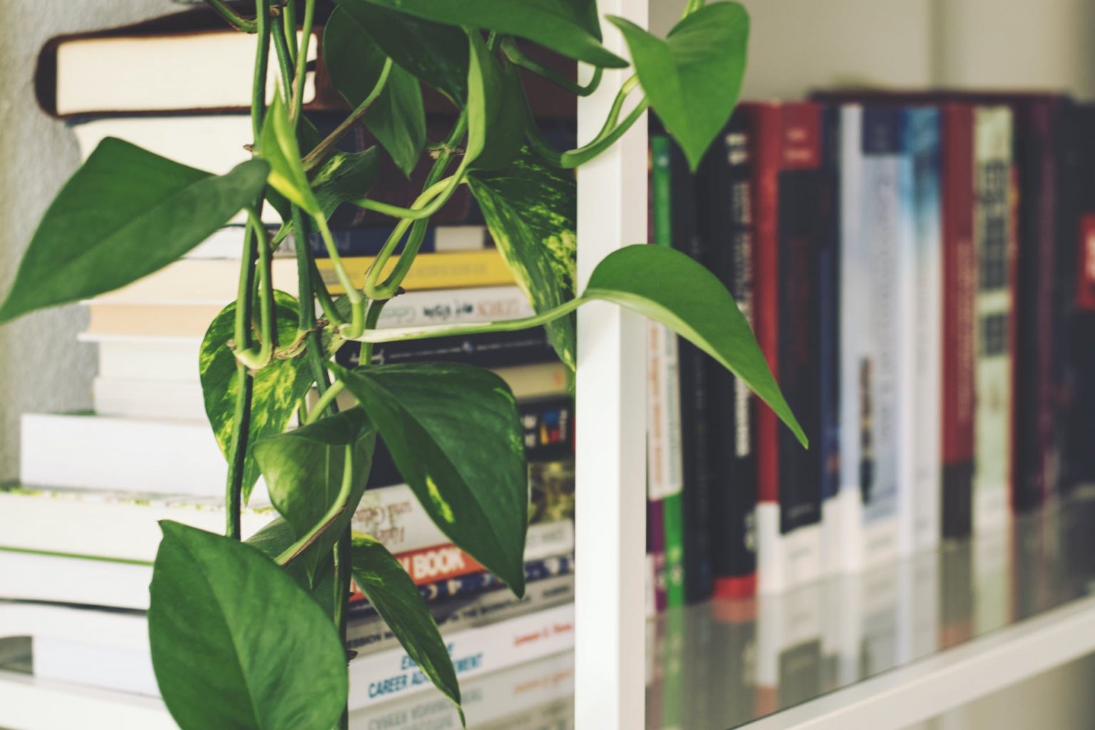 Top 6 Best AirPurifying Office Plants With All Sizes elephant journal