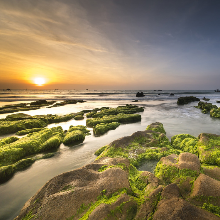 Sea moss: A surprising supplement great for overall health & wellness ...