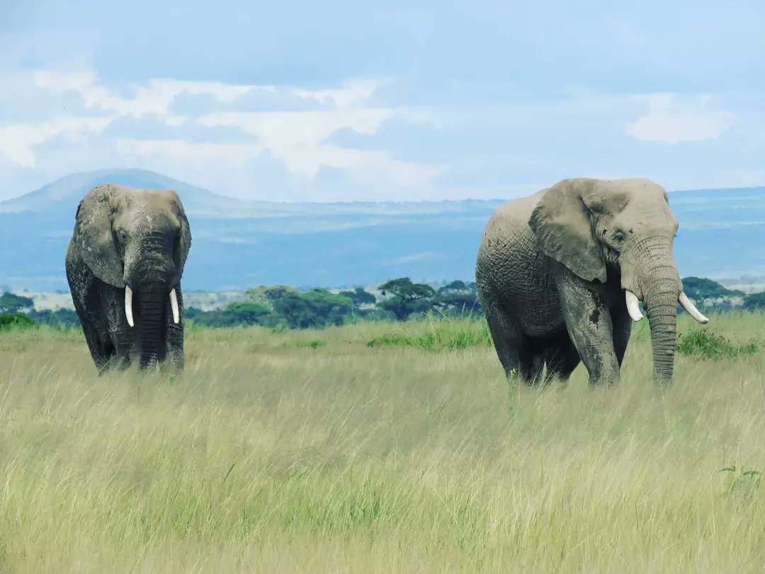 World Elephant Day: Here’s Why we need to Save the Elephants