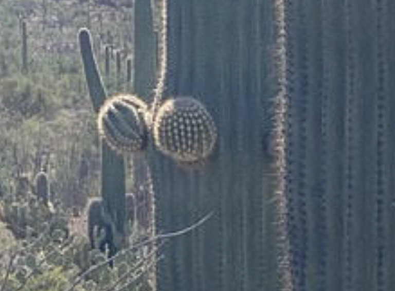 Saguaros 