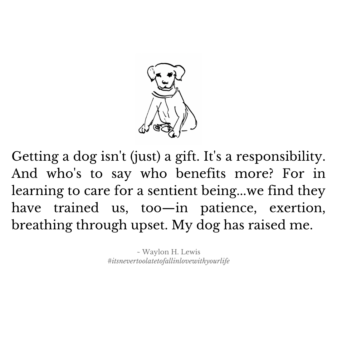 How to Give a Dog or Puppy as a Gift Responsibly - That Mutt