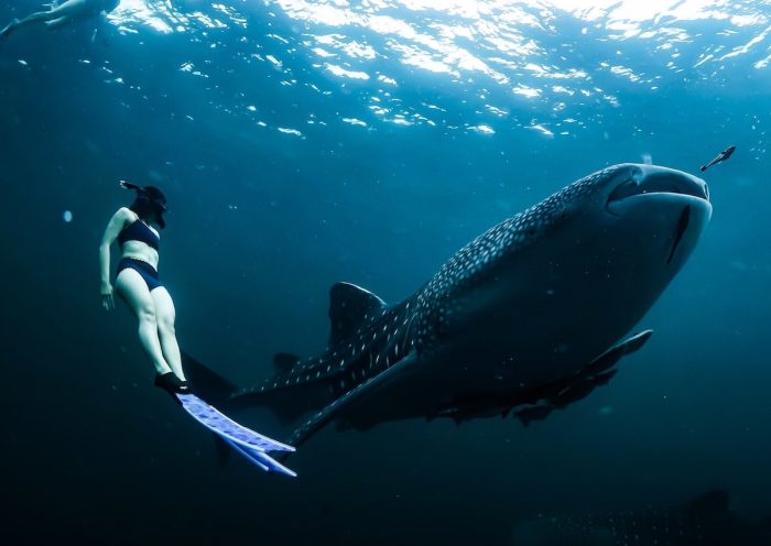 adiprayogo liemena/Pexels https://www.pexels.com/photo/woman-swimming-next-to-whale-shark-underwater-7826551/