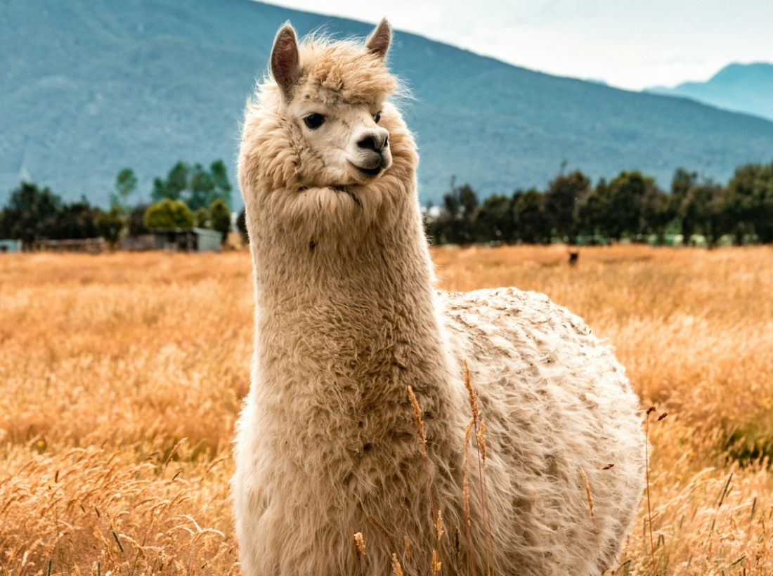 Alpaca Blankets by Purple Nest Design